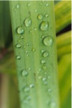 Rain droplets on leaf by Trevor Dingle