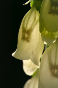 white foxglove by Trevor Dingle